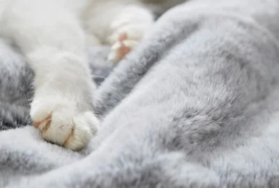 В Японии создали одеяло, имитирующее шерсть котиков - фото 550324
