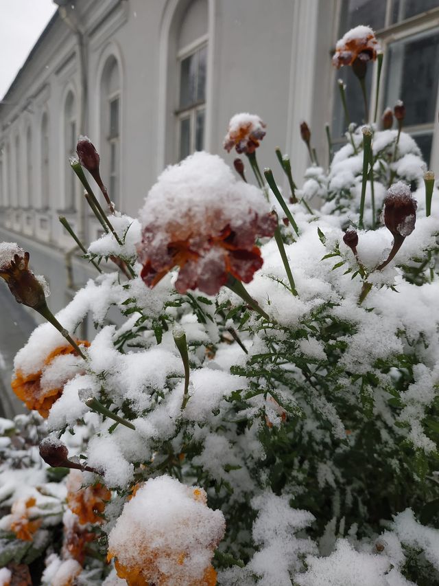 В Украине выпал первый снег – сказочные фото - фото 550753