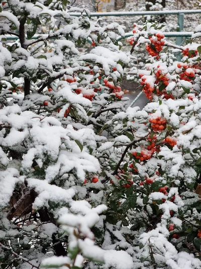 В Украине выпал первый снег – сказочные фото - фото 550754