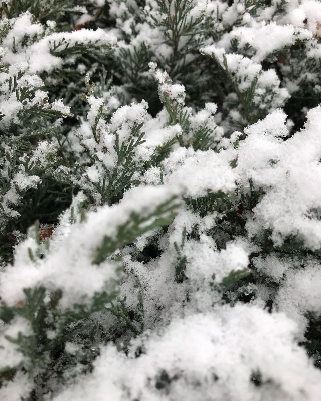 В Украине выпал первый снег – сказочные фото - фото 550755