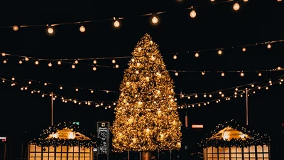 После дискуссий: вот какую елку установят на Софийской площади