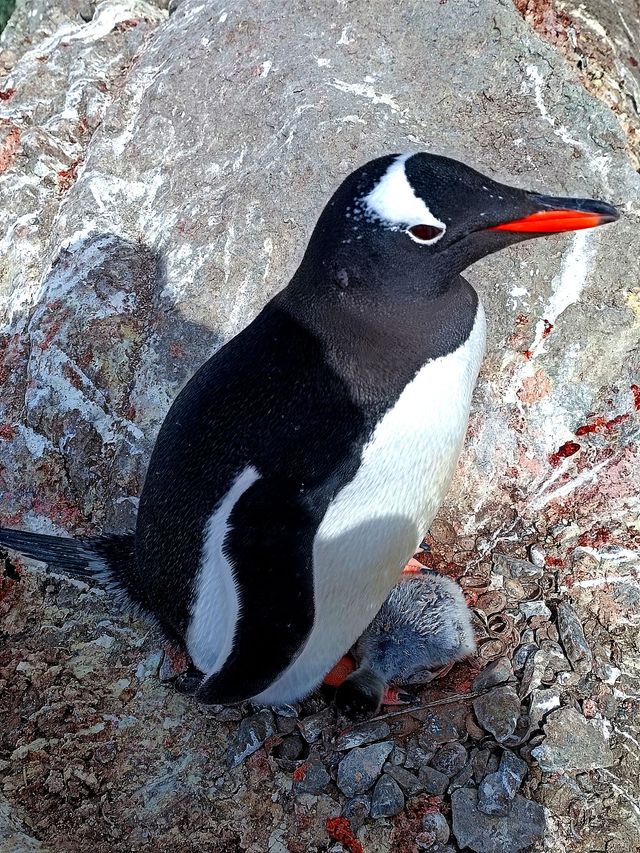 Пингви-бум: на станции 'Академик Вернадский' вылупился первый детеныш пингвина - фото 551471