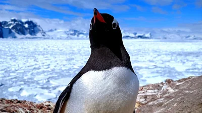 Пингви-бум: на станции "Академик Вернадский" вылупился первый детеныш пингвина