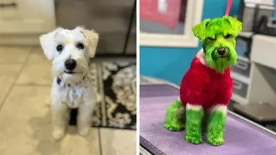 Женщина покрасила свою собачку в зеленый цвет, чтобы она стала похожа на Гринча