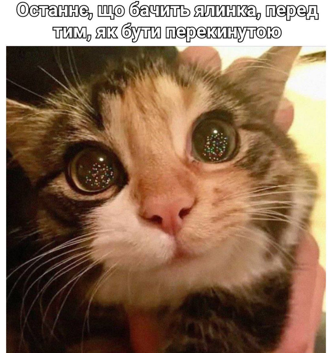 Мемы о Новом году, которые поднимут со дна твое праздничное настроение - фото 551928