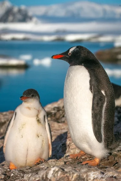 Какие они уже пузанчики: полярники тронули снимками подросших пингвинят - фото 552470