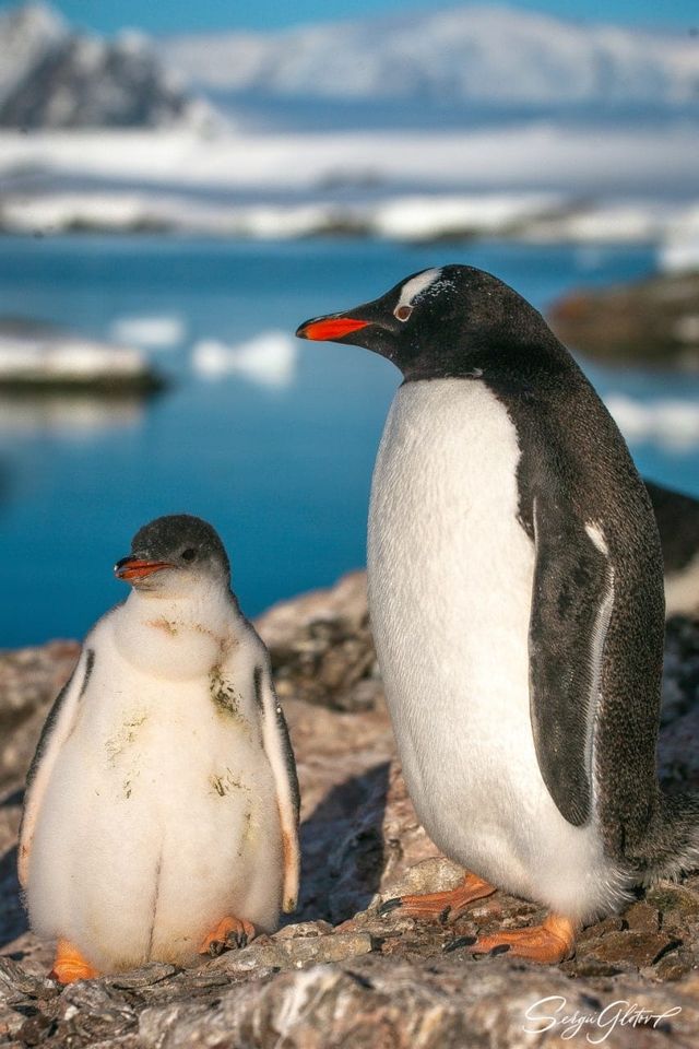 Які вони вже пузанчики: полярники зворушили знімками підрослих пінгвінят - фото 552470