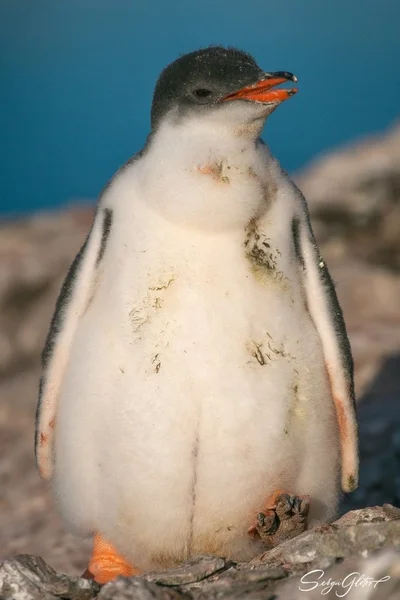 Які вони вже пузанчики: полярники зворушили знімками підрослих пінгвінят - фото 552471