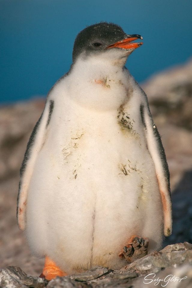 Які вони вже пузанчики: полярники зворушили знімками підрослих пінгвінят - фото 552471