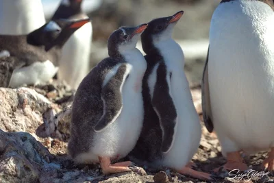 Какие они уже пузанчики: полярники тронули снимками подросших пингвинят - фото 552472