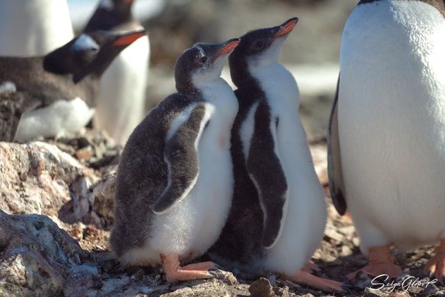Які вони вже пузанчики: полярники зворушили знімками підрослих пінгвінят - фото 552472