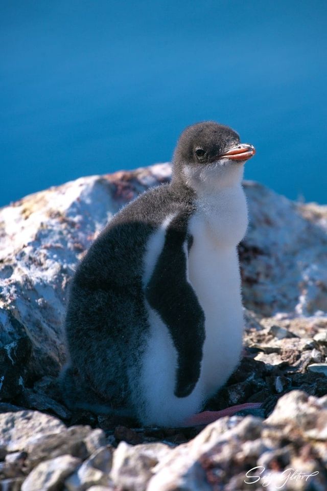 Які вони вже пузанчики: полярники зворушили знімками підрослих пінгвінят - фото 552473