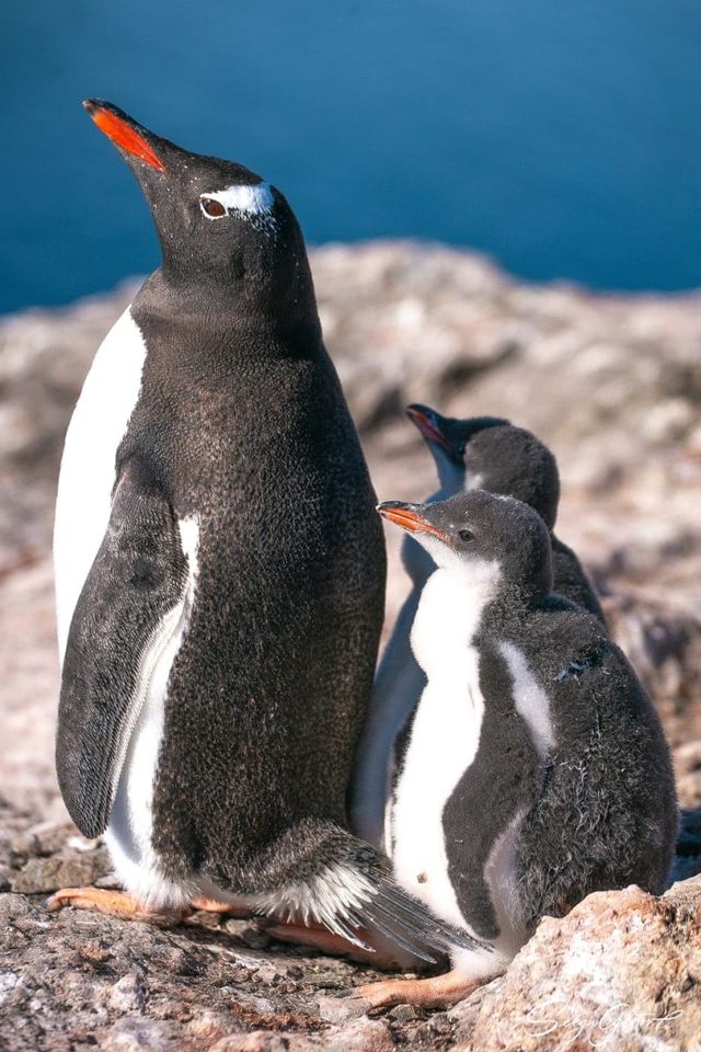 Які вони вже пузанчики: полярники зворушили знімками підрослих пінгвінят - фото 552474