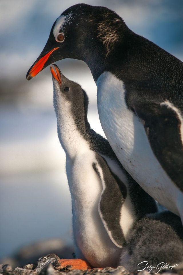 Які вони вже пузанчики: полярники зворушили знімками підрослих пінгвінят - фото 552475