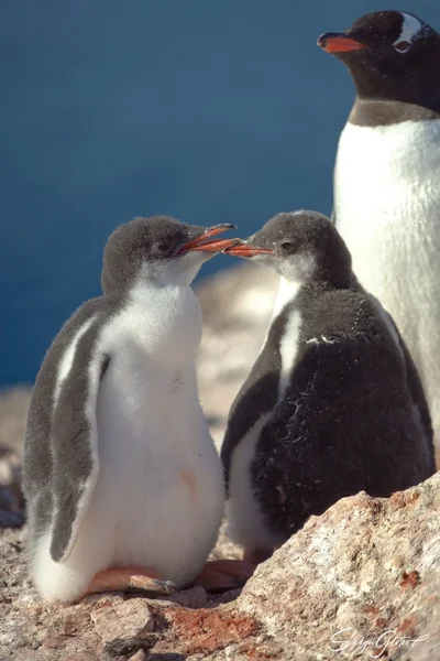 Які вони вже пузанчики: полярники зворушили знімками підрослих пінгвінят - фото 552476