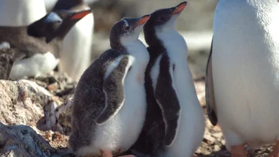 Какие они уже пузанчики: полярники тронули снимками подросших пингвинят