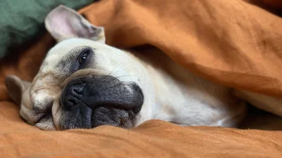 Психологи рассказали, как победить лень, и нужно ли это делать