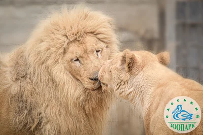 В зоопарку Одеси обрали пару року, і це концентрація пухнастої любові - фото 553732