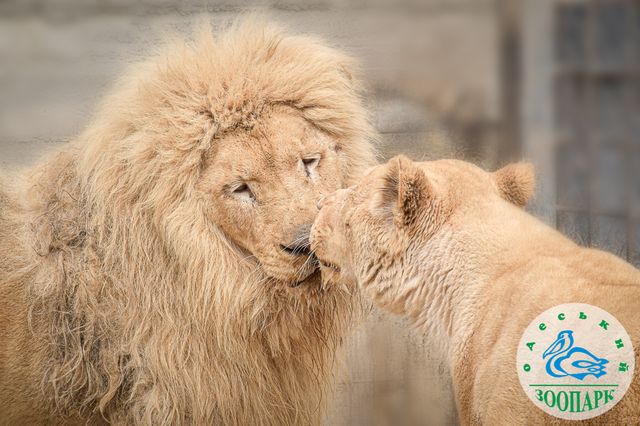 В зоопарке Одессы выбрали пару года, и это концентрация пушистой любви - фото 553732