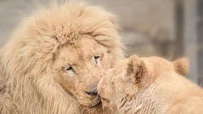 В зоопарке Одессы выбрали пару года, и это концентрация пушистой любви