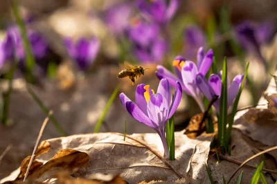 Фото массового цветения крокусов на Закарпатье разбудят в твоем сердце весну - фото 554913