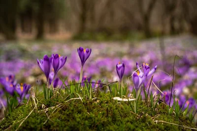 Фото массового цветения крокусов на Закарпатье разбудят в твоем сердце весну - фото 554914