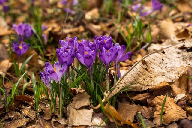 Фото массового цветения крокусов на Закарпатье разбудят в твоем сердце весну - фото 554916