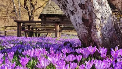 Фото масового цвітіння крокусів на Закарпатті розбудять в твому серці весну