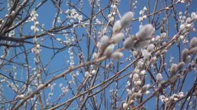 Вербное воскресенье 2025: милые картинки и открытки к большому празднику