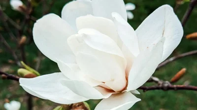 Весна у всій красі: в Києві почали квітнути сакури та магнолії