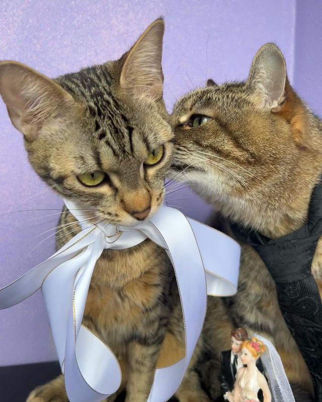 Кіт Степан одружився зі своєю коханою Стефанією - фото 556440