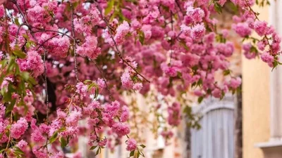 Квітучо-рожеві фото сакур в Україні, які ти не можеш пропустити