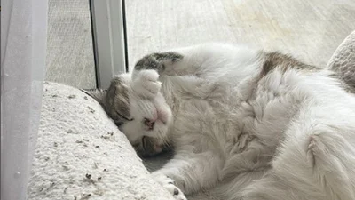 Кошка зафанатела от мультиков: требует включать их каждое утро