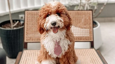 10 причин, почему завести собаку – одна из лучших идей в твоей жизни