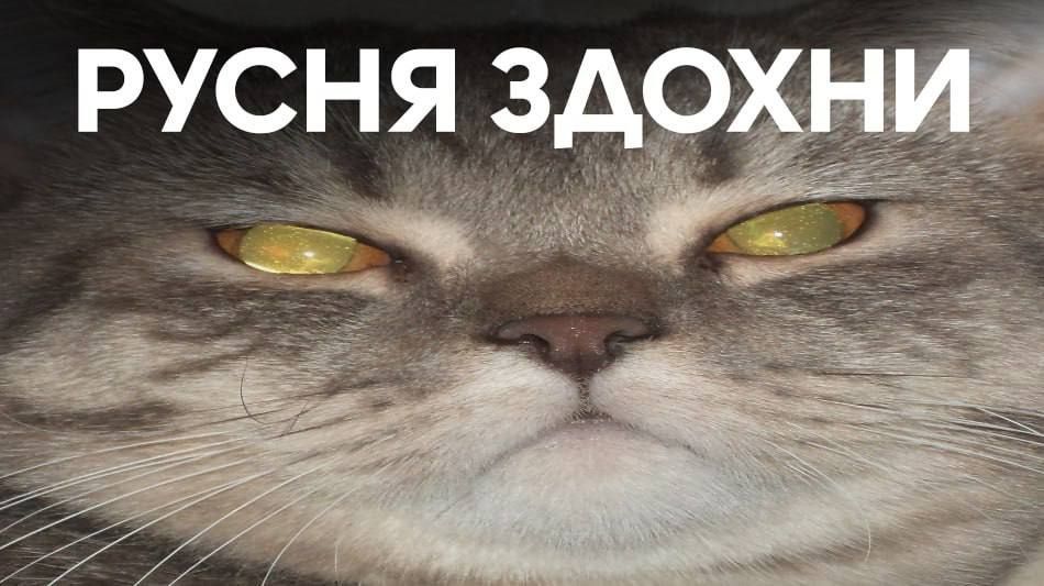 Незламні українці роблять смішні меми про недосипання через щоденні обстріли - 558954 Незламні українці роблять смішні меми про недосипання через щоденні обстріли - фото 558954