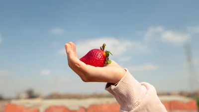 Спекотні меми про полуницю й літо, в яких ти впізнаєш себе