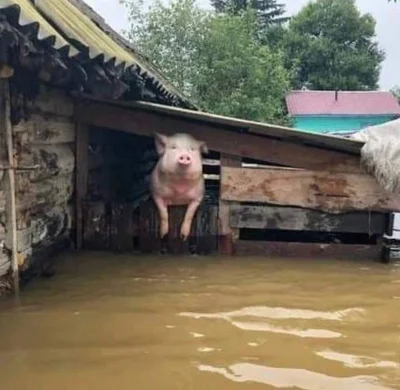 Как из воды спасают животных после подрыва Каховской ГЭС: щемящие фото и видео - фото 559211