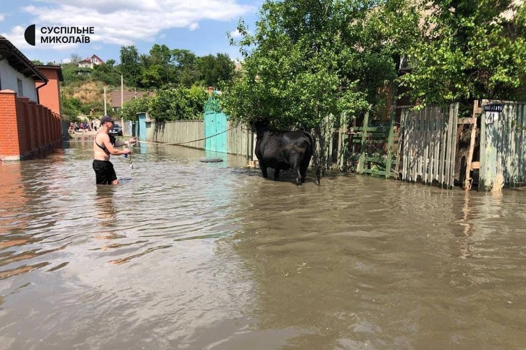 Як із води рятують тварин після підриву Каховської ГЕС: зворушливі фото та відео - фото 559213