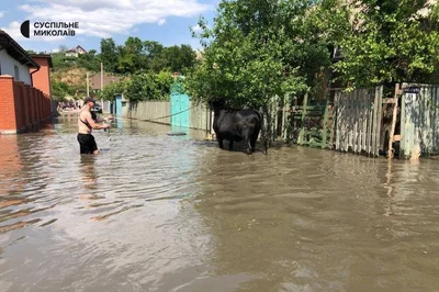 Як з води рятують тварин після підриву Каховської ГЕС: щемливі фото та відео - фото 559213