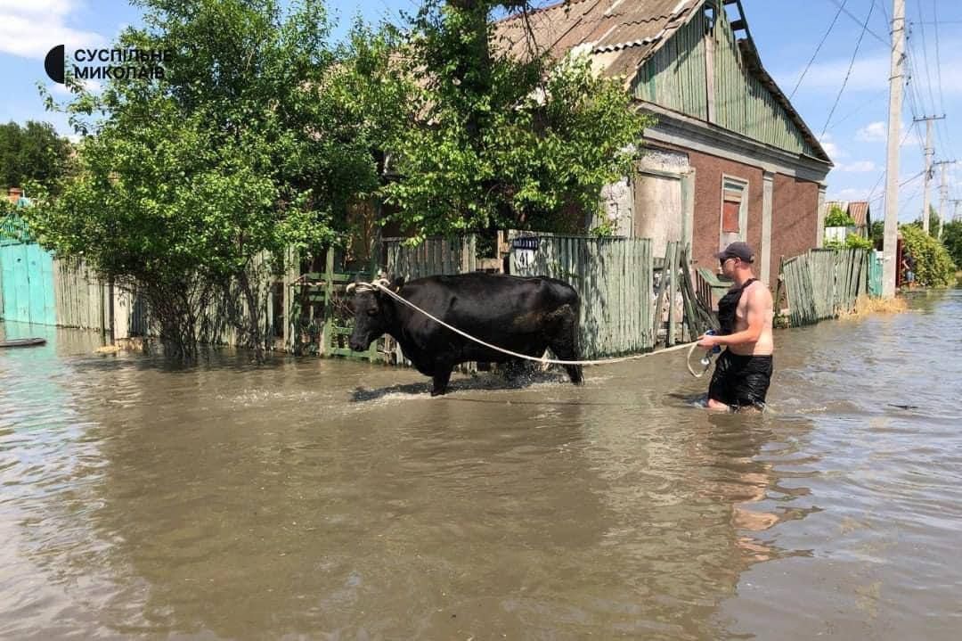 Як із води рятують тварин після підриву Каховської ГЕС: зворушливі фото та відео - фото 559214