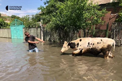 Как из воды спасают животных после подрыва Каховской ГЭС: щемящие фото и видео - фото 559215
