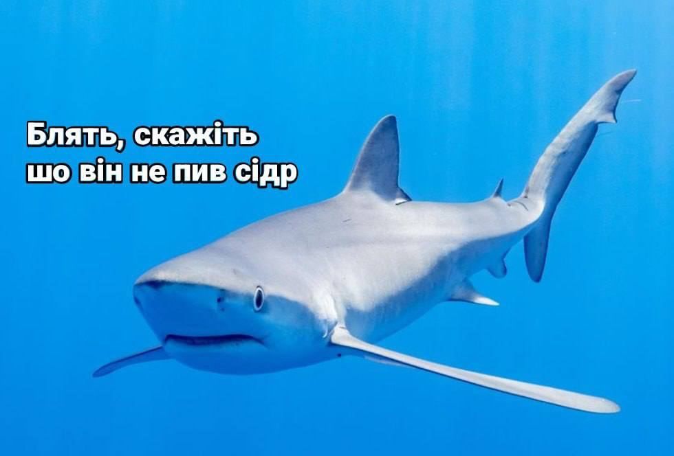 Мережа вибухнула мемами про 'теплу' зустріч акули та росіянина у Хургаді - 559641 Мережа вибухнула мемами про 'теплу' зустріч акули та росіянина у Хургаді - фото 559641