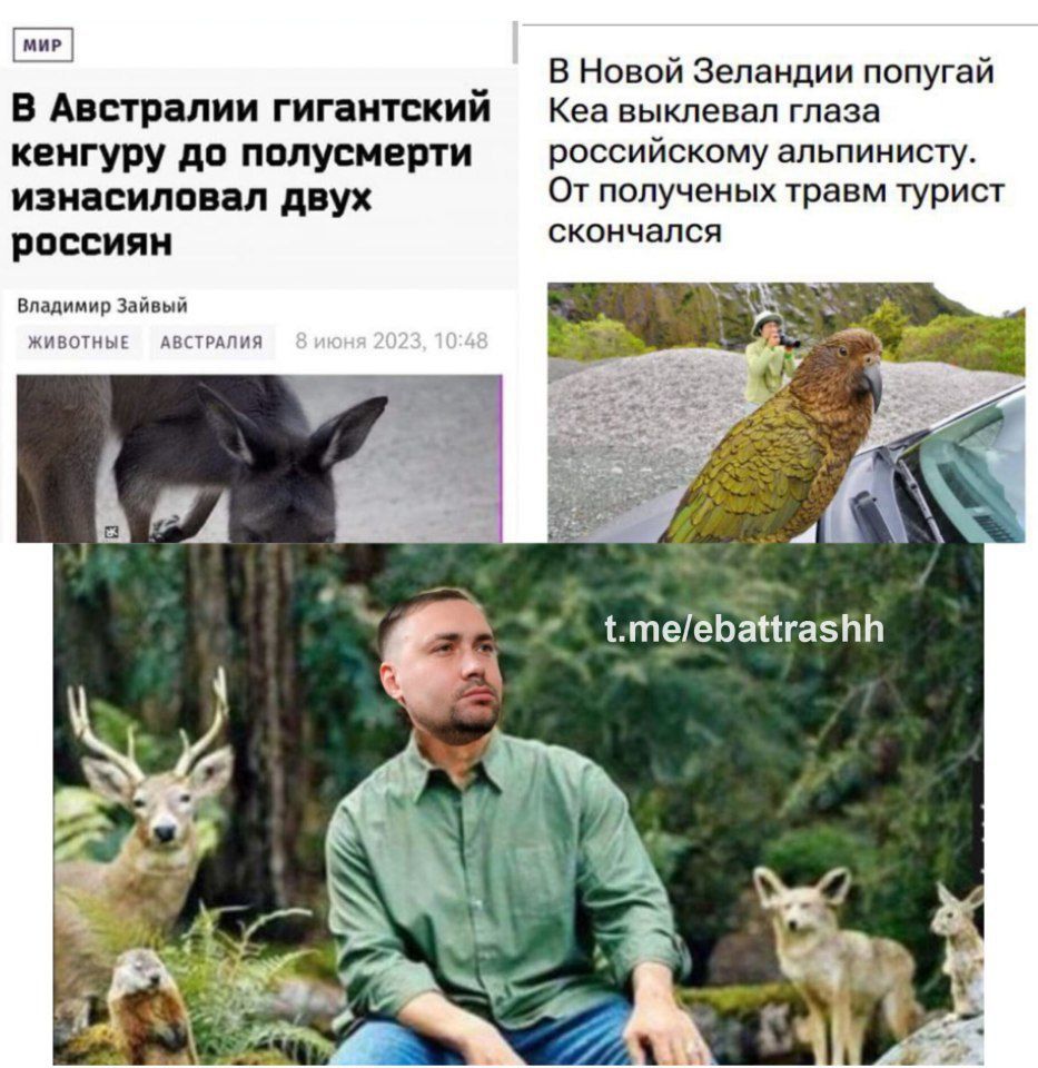 Мережа вибухнула мемами про 'теплу' зустріч акули та росіянина у Хургаді - 559660 Мережа вибухнула мемами про 'теплу' зустріч акули та росіянина у Хургаді - фото 559660