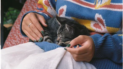 Кішка лягає на коліна: що це може означати