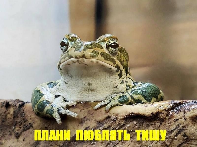 Держи мемы об информационной тишине, чтобы вовремя закрывать ротик нарушителям - фото 560613