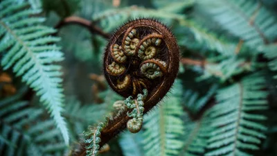 Ивана Купала: как изменится дата празднования в 2024 году по новому календарю