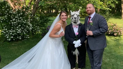 Лама стала почетным гостем на свадьбе, и у нее даже был костюм