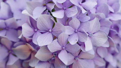 Особистісний тест: відкрий свій стиль за допомогою квітів однієї кольорової гами