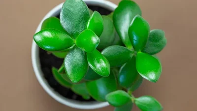 Ці домашні рослини принесуть в дім гроші