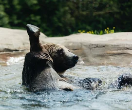 В Калифорнии медведь купался в бассейне частного дома